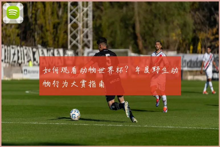 如何观看动物世界杯?年度野生动物行为大赏指南